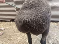 Qoyun, Saryarka sheep — foto 3