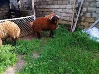 Billy Goat, Goats — photo 4