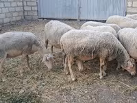 Sheep, Sheep — photo 6