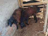 Ram, Rhon sheep — photo 1