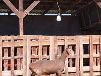 عنزة, Nubian Goat — الصورة 2