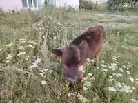 Bull, Cattle — photo 3