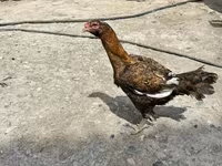 Chickens — photo 4