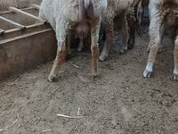 Sheep (batch, sex not specified), Sheep — photo 1
