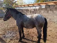 घोड़ा, Appaloosa — फ़ोटो 2
