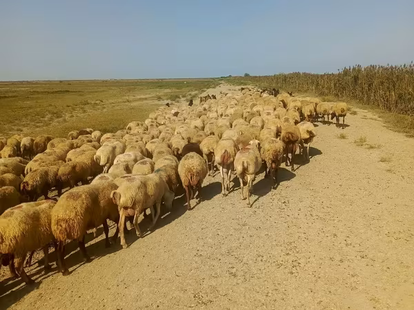Qoyun, Qoyunlar — Azərbaycan