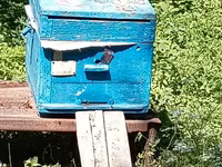 Arıçılıq üçün taxta arı pətəkləri Məhsul təsviri: - Şəkillərdə — foto 3