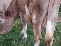 母牛, Red-spotted breed — 照片 5