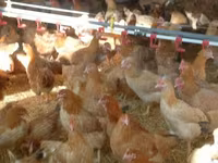 Chickens — foto 3