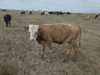 Cow, Kazakh White-headed cow — photo 2