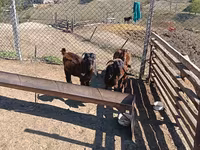 Billy Goat, Goats — photo 3