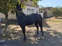 Cavalo, Cavalos — foto 1
