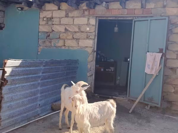 Dişi keçi, Saanen goat