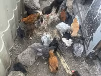 Chickens — photo 5