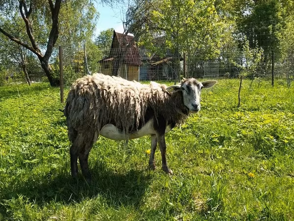 Dişi keçi, Kejobong goat