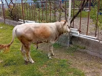 Buğa, Mal-qara — foto 1