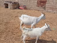 Billy Goat, Saanen goat — photo 5