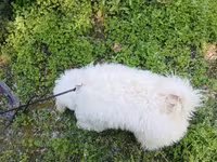 Erkey pudel,maltes axtarılır cütlesdirmey üçün — foto 2