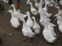 Amerika Pekin — 7-rasm