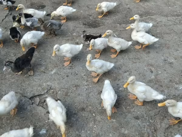 Ducks — Azerbaijan
