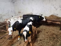 Cow, Russian Black pied cattle — photo 1