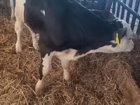 Buğa, Simmental cattle — foto 1