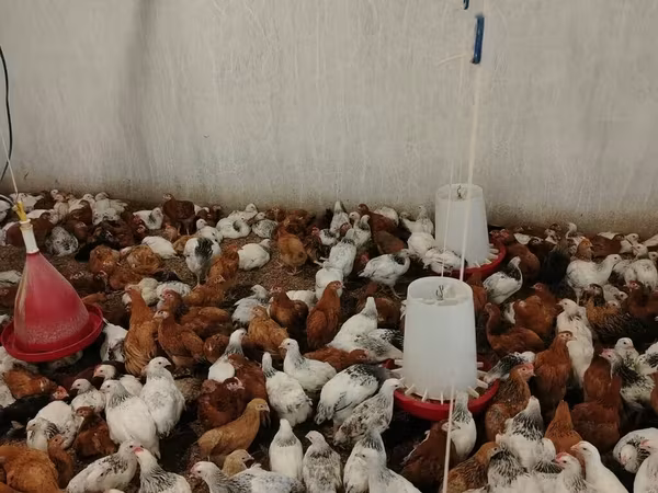 Chickens — Azərbaycan