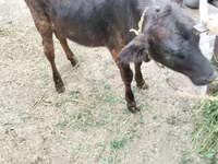 Vaca, Ganado vacuno — foto 7