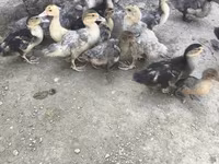 Ducks — फ़ोटो 3