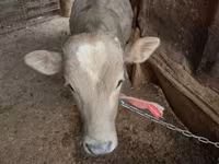 Cattle (batch, sex not specified), Cattle — photo 2