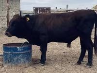 Toro, Vaca kazaja de cabeza blanca — foto 2