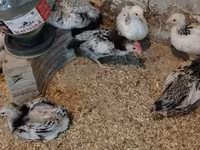 Chickens — photo 1