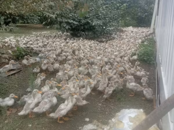 Ducks — Azerbejdżan