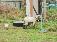 Ziegenbock, Ziegen — Foto 4