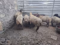 Qoç, Qoyunlar — foto 4