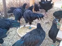 Ayam Cemani — foto 4