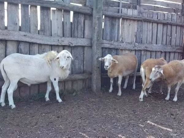 Qoç, Katum sheep