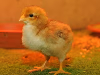 Chickens — Foto 8