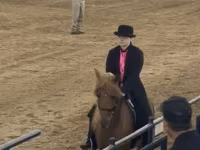 Horse (M), Rocky Mountain Horse — photo 2