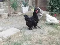 براهما — الصورة 3