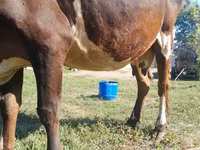 İnək, Simmental cattle — foto 4