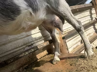 Dişi keçi, Alpine goat — foto 2
