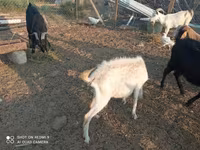 Keçilər (partiya, cinsi göstərilməyib), Keçilər — foto 5