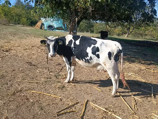 İnək, Russian Black pied cattle