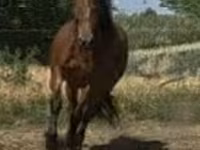 Égua, Cavalos — foto 1