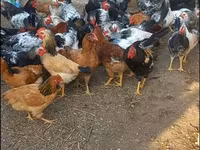 Chickens — Foto 4