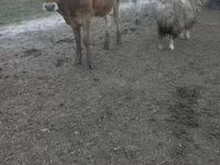 Cow, Jersey breed — photo 4