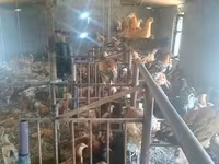 Chickens — photo 1
