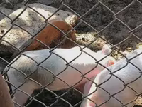 Säue, Schweine — Foto 4