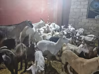 Goat, Goats — photo 3